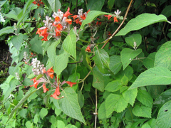 Colquhounia coccinea