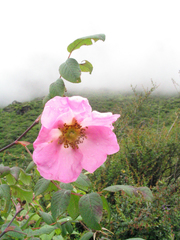 Rosa macrophylla