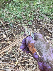 Lithobates kauffeldi