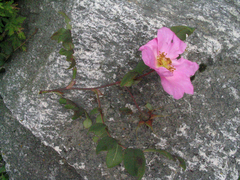 Rosa macrophylla