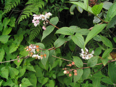 Deutzia compacta
