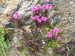 Pedicularis siphonantha