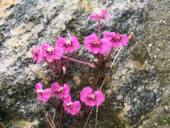 Pedicularis siphonantha