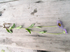 Erigeron multiradiatus