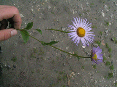 Erigeron multiradiatus