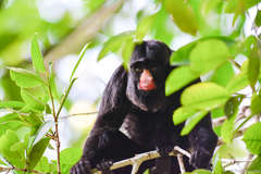 Chiropotes albinasus