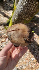 Cortinarius lilacinocolossus