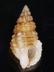 Nassarius acutus