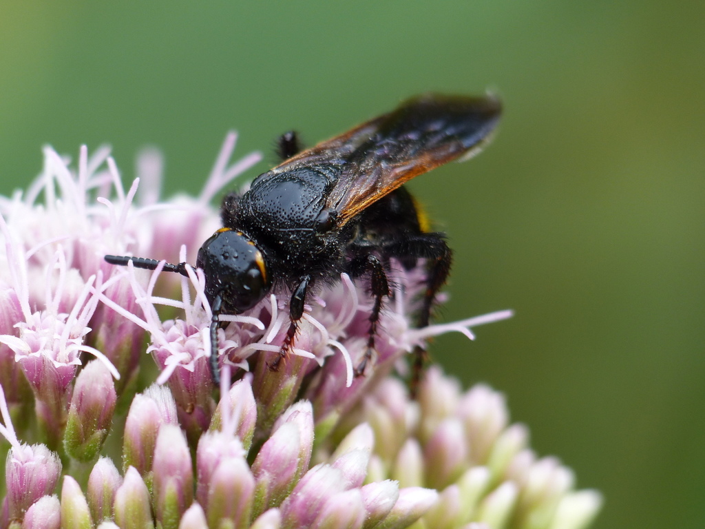 Scolia hortorum