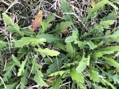 Engelmannia peristenia