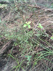 Coprosma spathulata