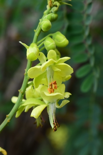 Mysore Thorn