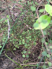 Coprosma spathulata