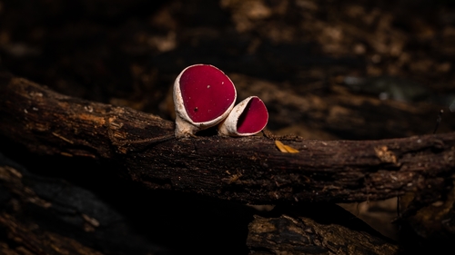 mauve elfcup