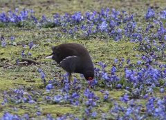Gallinula chloropus