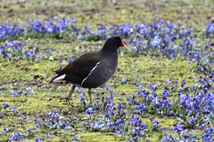 Gallinula chloropus