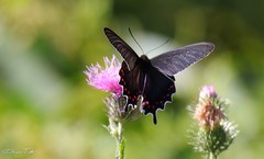 Parides bunichus