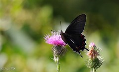 Parides bunichus