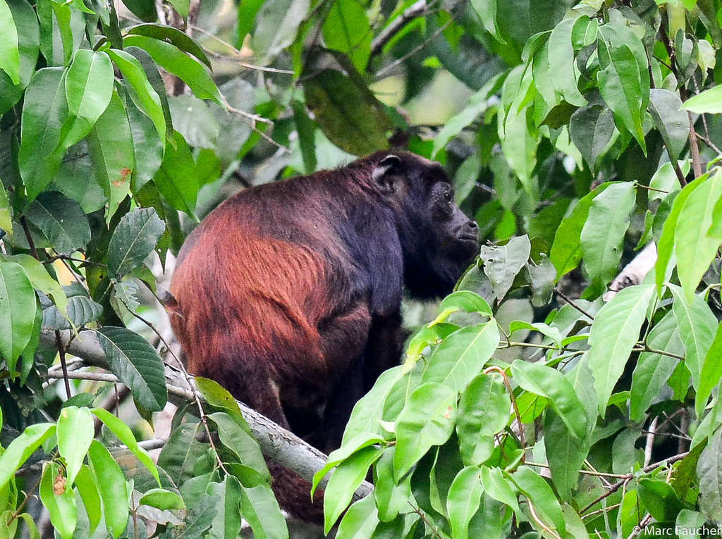Spix's Howler
