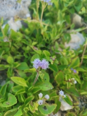 Ageratum maritimum