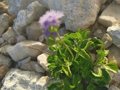 Ageratum maritimum