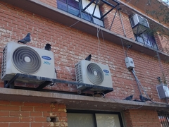 Columba livia domestica