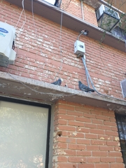 Columba livia domestica