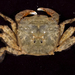弓蟹屬 - Photo (c) 2007 Moorea Biocode，保留部份權利CC BY-NC-SA