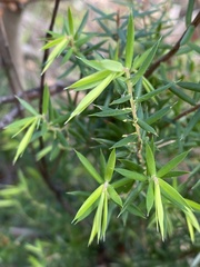 Styphelia setigera