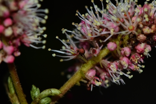 Weinmannia pinnata - Whole tree