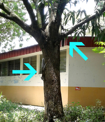 Sciurus variegatoides