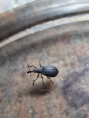 Perapion curtirostre