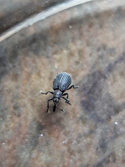 Perapion curtirostre