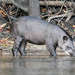 South American Tapir - Photo (c) pfaucher, some rights reserved (CC BY-NC), uploaded by pfaucher