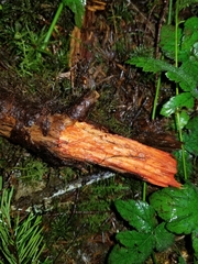 Phanerochaete sanguinea