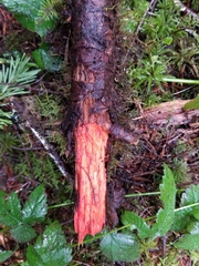 Phanerochaete sanguinea