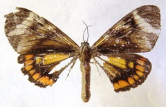 Dysschema bivittata