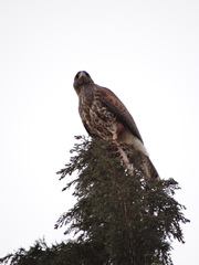 Parabuteo unicinctus