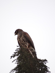 Parabuteo unicinctus