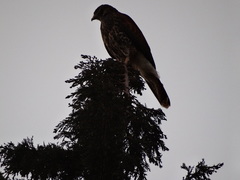 Parabuteo unicinctus