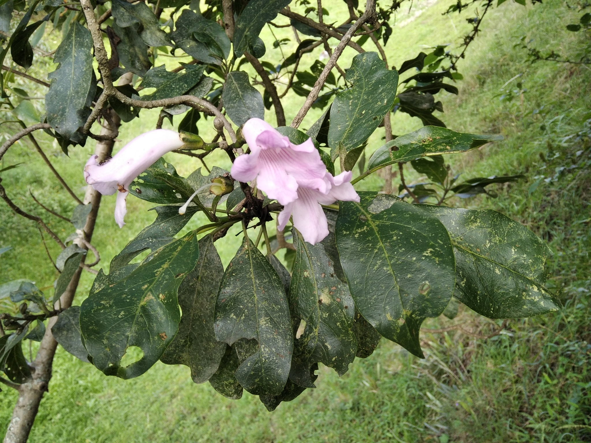 Delostoma image