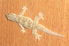 Hemidactylus platyurus