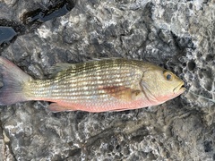 Mullet Snapper photo 5