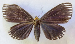 Calodesma maculifrons