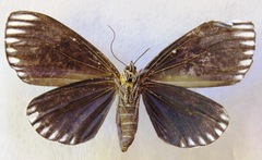 Calodesma maculifrons