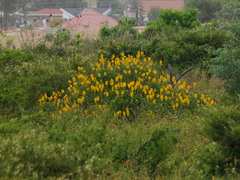Senna didymobotrya