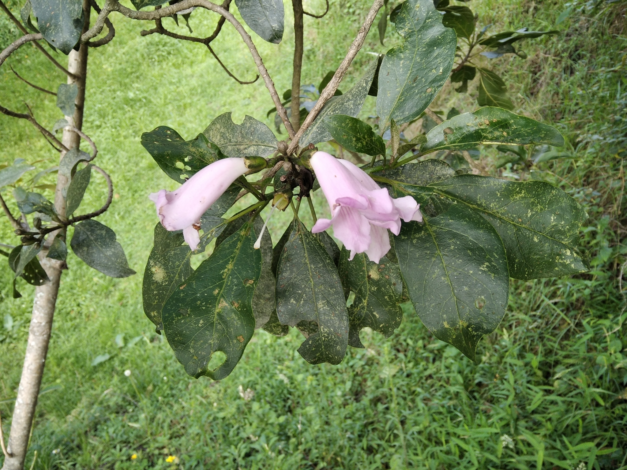 Delostoma image