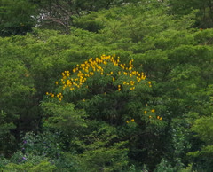 Senna didymobotrya