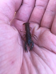 Lacunicambarus thomai