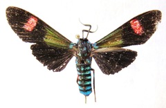Belemnia inaurata